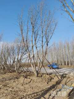 30公分(3杆)丛生银杏