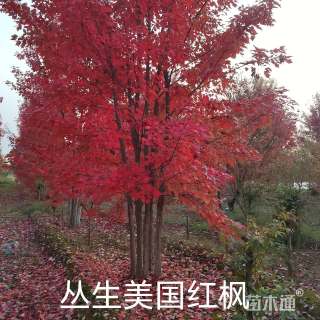 高度900厘米丛生美国红枫
