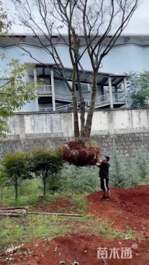 25公分(3杆)丛生朴树