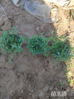 高度18厘米姬岩垂草