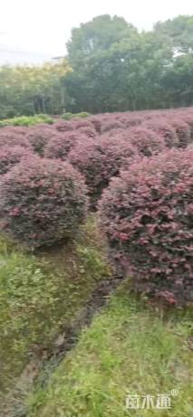 冠幅150厘米红花继木球