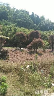 高度1200厘米羽毛枫