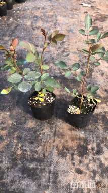 高度35厘米欧洲月季