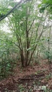 高度900厘米丛生五角枫