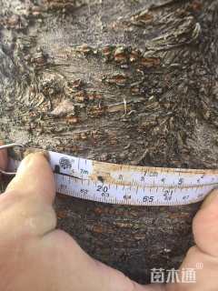 20公分福建山樱花