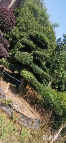 移栽苗造型罗汉松