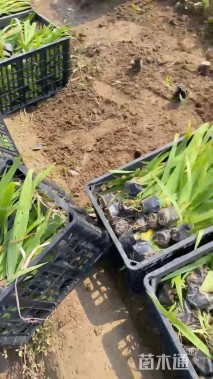 高度25厘米鸢尾