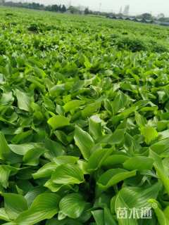 高度15厘米细叶芒