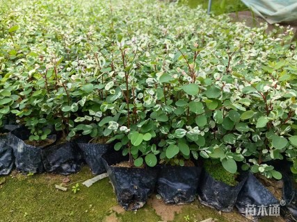 高度30厘米白雪木