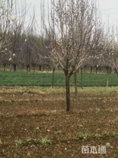 12公分黄鸟玉兰