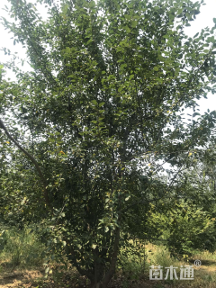 高度400厘米丛生海棠