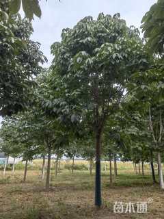 20公分七叶树