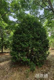 高度500厘米山茶花