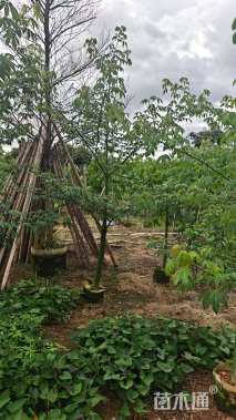 3公分美丽异木棉