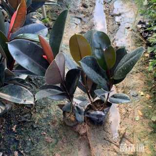 高度60厘米黑金刚橡皮树