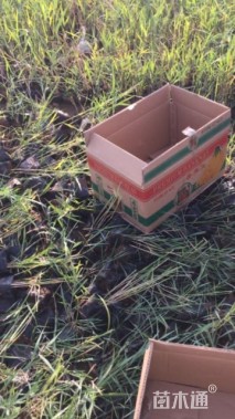 高度65厘米芦苇