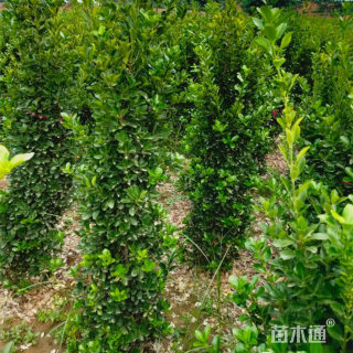 高度80厘米大叶黄杨小苗