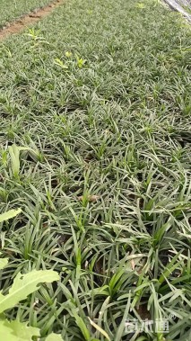 高度5厘米玉龙草