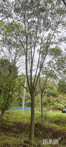 20公分栾树