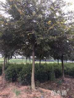 18公分朴树