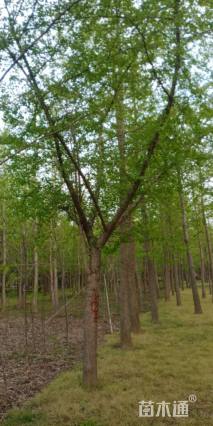 23公分嫁接银杏