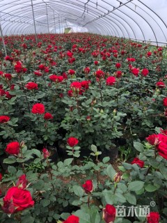 高度40厘米月季