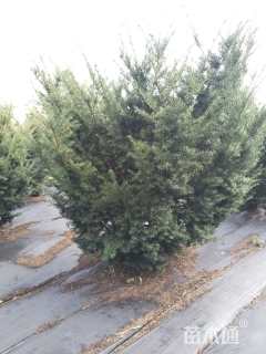 高度180厘米矮紫杉