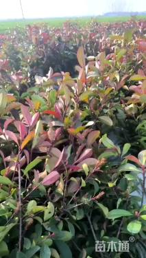 高度30厘米金森女贞