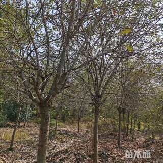 10公分垂丝海棠