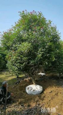 30公分红叶石楠