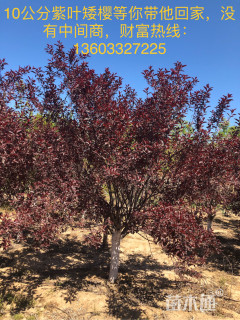 高度4000厘米紫叶矮樱