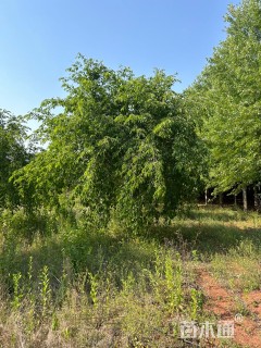 23公分垂枝樱花