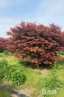 15公分日本红枫