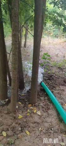 高度600厘米丛生国槐