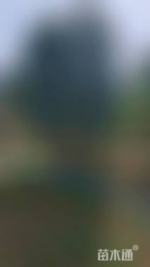 高度450厘米丛生大叶女贞