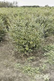 冠幅100厘米水蜡球