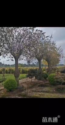 10公分造型紫薇