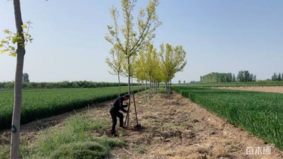 15公分金叶复叶槭