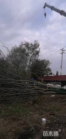 10公分(5杆)丛生朴树