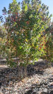 高度700厘米丛生红枫