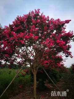 高度600厘米红花紫薇