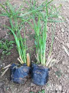 高度30厘米旱伞草