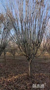 12公分西府海棠