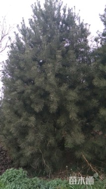 高度500厘米白皮松