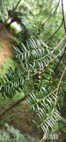 高度3500厘米云南红豆杉