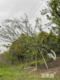 20公分丛生朴树