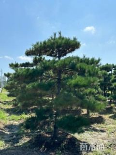 16公分造型黑松