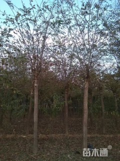 10公分长枝榆