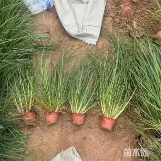 高度60厘米小兔子狼尾草