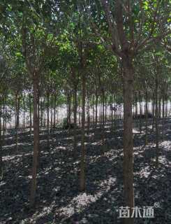 15公分大叶女贞